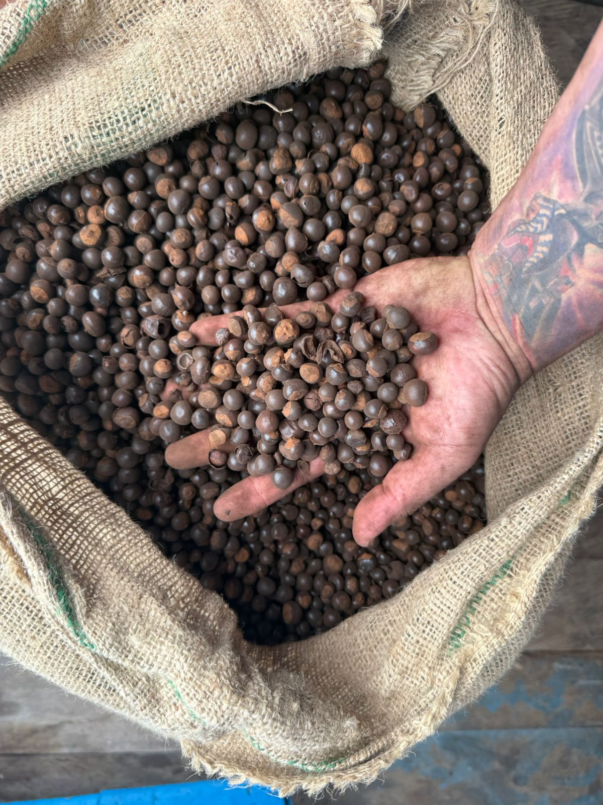 Natural Brasilian High Power Energy Boost Guarana Raw Seeds.