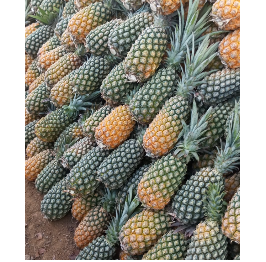Natural Raw Pineapple Frozen Pulp, FDA Approval.