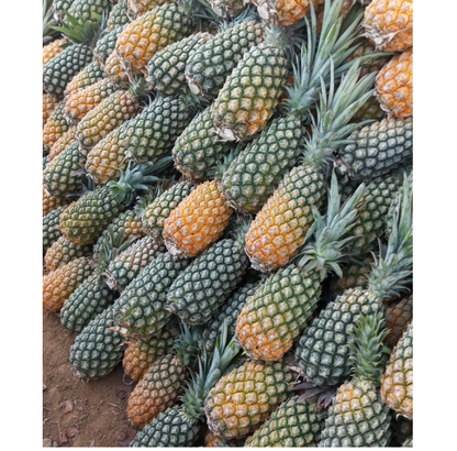 Natural Raw Pineapple Frozen Pulp, FDA Approval.